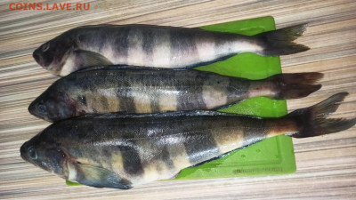 Кто что готовит? Фото-отчёты. - Безымянный-1