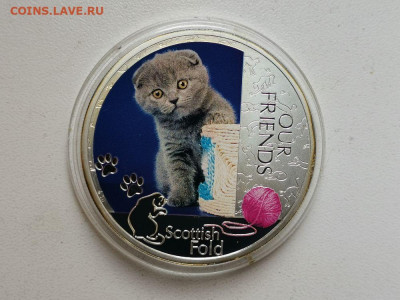 2дол 2012 Ниуэ -Шотландская вислоухая кошка, Ag999, до 27.03 - ЯЯ Шотландия-1