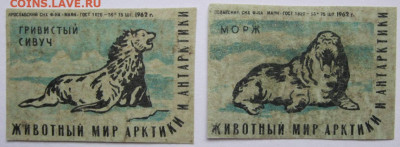 Этикетки Фауна Арктики и Антарктиды. До 07.04.23г 20-00 мск - Животный мир Арктики ф Маяк 2 эт