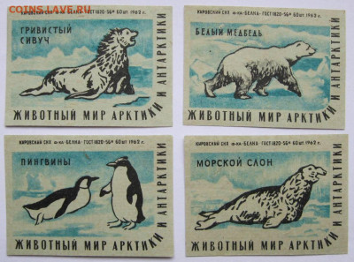 Этикетки Фауна Арктики и Антарктиды. До 07.04.23г 20-00 мск - Животный мир Арктики ф Белка 4 эт