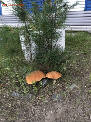 Любители "тихой охоты" есть? Все сюда :) - IMG_6373