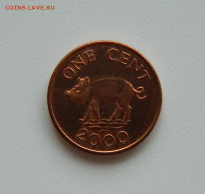 Бермудские острова 1 цент 2000 г. (Фауна) до 25.04.23 - DSCN1440.JPG