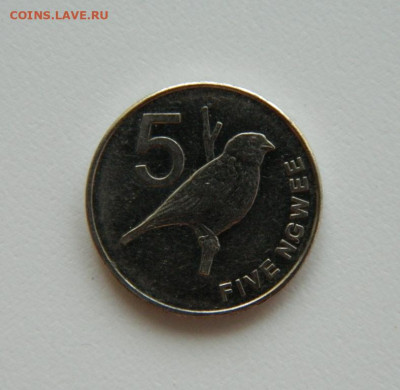 Замбия 5 нгве 2012 г. (Фауна) до 25.04.23 - DSCN1518.JPG