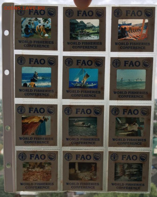 Набор Рыбная Конференция 1983 1984 АльбомФауна Крона 12 шт - nabor_rybnaja_konferencija_turcija_urugvaj_portugalija_malta_somali_1983_1984_albom_fao_fauna_krona_12 (7)