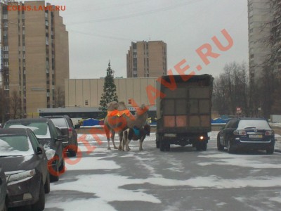 ФОТО - просто фото. Те что получились удачными. - Верблюд и ослик в Москве, Площаль академика  Вишневского.JPG