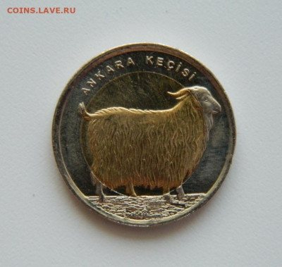 Турция 1 лира 2015 г.(Юбилейная) Коза Ангора до 05.06.23 - DSCN2785.JPG