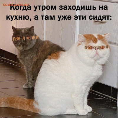 юмор - Кошаки-едоки