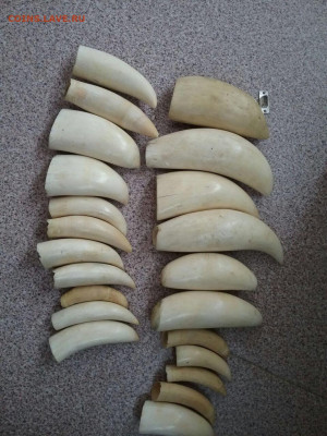 Куплю: Янтарь,Иконы,Будды ,Бакелит,Коралл,Вазы Китай - IMG-20180814-WA0048_022929