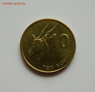 Замбия 10 нгве 2012 г.(Фауна) до 03.08.23 - DSCN4599.JPG
