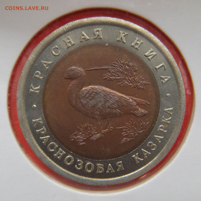 1992–РФ–10 руб. (Краснозобая казарка) – 30.08.23 до 22:00 - 1992-10 р-казарка-1