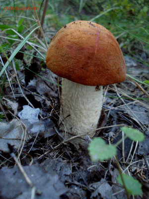 Любители "тихой охоты" есть? Все сюда :) - DSC07996.JPG