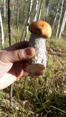 Любители "тихой охоты" есть? Все сюда :) - IMG-20230916-WA0000