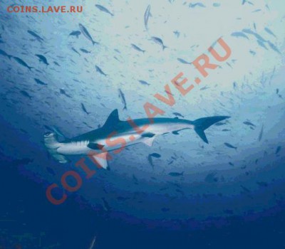 Конкурс "На РЫБАЛКУ" - Fish_Shark_128