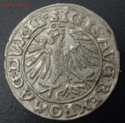 Польша 1557 г. Грош или полгроша ? - IMG_20231102_142122