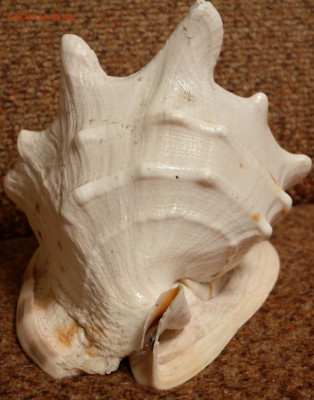БОЛЬШАЯ морская раковина. - SAM_2207.JPG