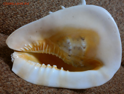 БОЛЬШАЯ морская раковина. - SAM_2205.JPG
