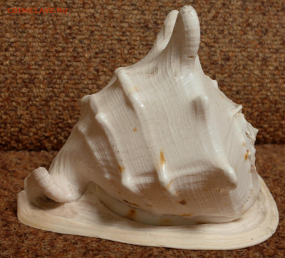 БОЛЬШАЯ морская раковина. - SAM_2204.JPG