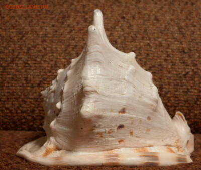 БОЛЬШАЯ морская раковина. - SAM_2202.JPG