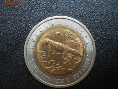 50 рублей 1993 года - Туркменский эублефар - DSCN3307.JPG