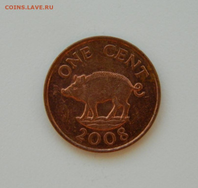 Бермудские острова 1 цент 2008 г. (Фауна) до 11.01.24 - DSCN9745.JPG