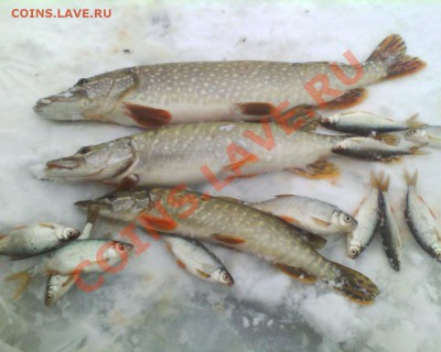 СТРАНИЧКА РЫБАКА - IMG0058A