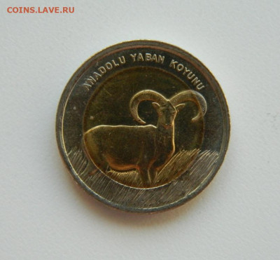 Турция 1 лира 2015 г.(Юбилейная) Муфлон 15.02.24 - DSCN2446.JPG