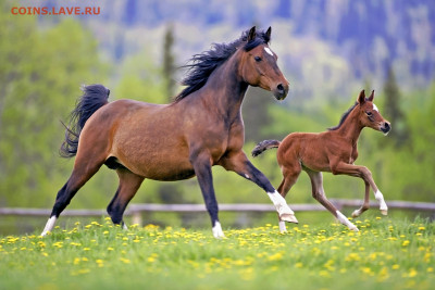 игра "Трансформация слов 3.0" обнуление. - Horses_Cubs_Two_Run_506546