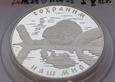 25 рублей 2008 г. Речной бобр. Сохраним Наш Мир. Ag 925 - IMG_7461.JPG