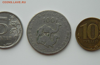 Джибути 100 франков 1977 г. (Фауна) Крупная! до 14.03.24 - DSCN3614.JPG