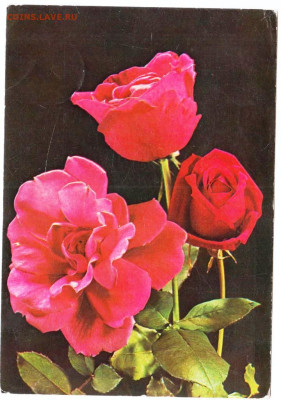 Открытка РОЗЫ ЮГОСЛАВИЯ 1978 г. до 28.03.24 г. в 23.00 - 027