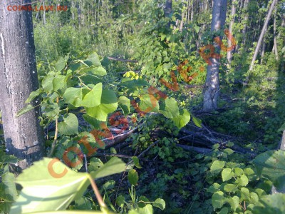Три фотографии - 130720111742