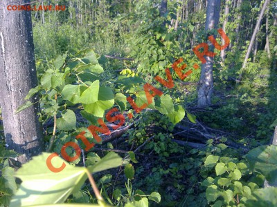 Три фотографии - 4цукол5