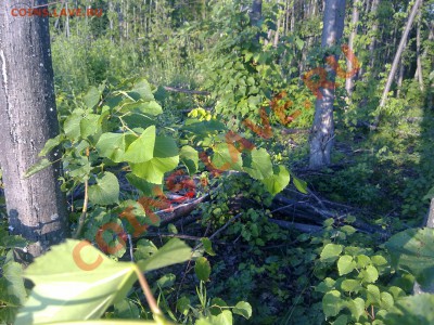 Три фотографии - 130720111742