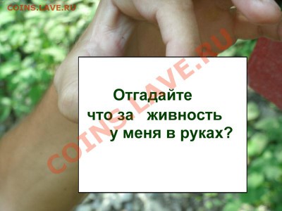 В мире животных! - Вопрос