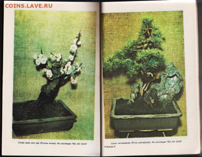 Л. Дханда КУЛЬТУРА БОНСАИ 1990 г. до 12.04.24 г. в 23.00 - 068