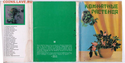 КОМНАТНЫЕ РАСТЕНИЯ 1983 г. до 14.05.24 г. в 23.00 - 031