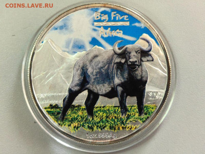 240фр 2008 Конго. Большая африканская 5-ка. Буйвол, Ag999 - ЯЯ Большая 5-ка Буйвол-1