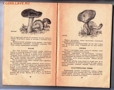 Т.В. Марчевская ГРИБЫ ... 1968 г. до 07.06.24 г. в 23.00 - 050