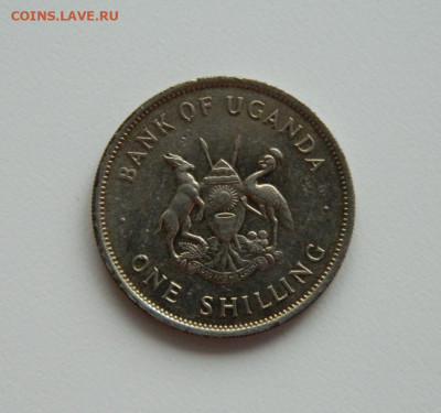 Уганда 1 шиллинг 1976 г. (Фауна) до 08.07.24 - DSCN0477.JPG