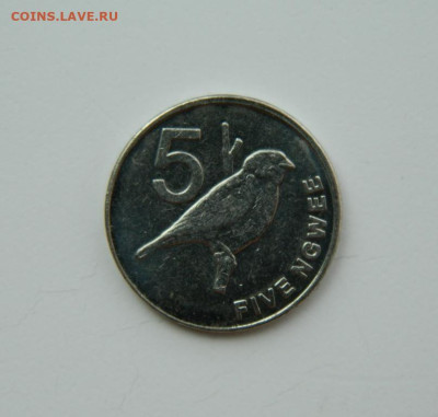 Замбия 5 нгве 2012 г. (Фауна) до 20.07.24 - DSCN9642.JPG