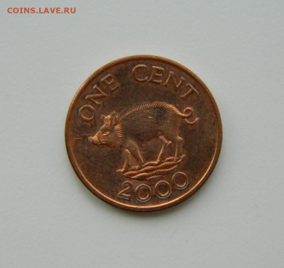 Бермудские острова 1 цент 2000 г. (Фауна) до 20.07.24 - DSCN9736.JPG