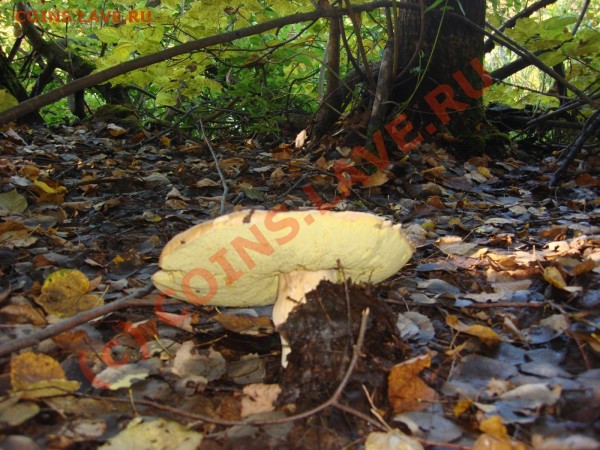 Любители "тихой охоты" есть? Все сюда :) - DSC01481_1400x1050.JPG