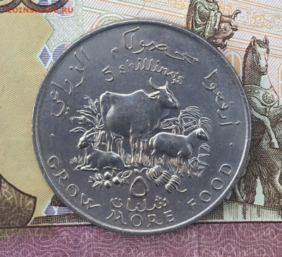 Сомали 5 шиллингов 1970 ФАО до 04.08 в 22.00 - IMG_E9551.JPG