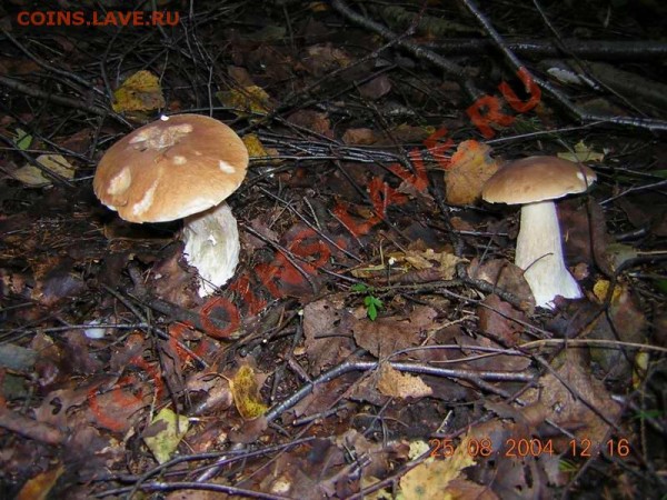 Любители "тихой охоты" есть? Все сюда :) - DSCN0377