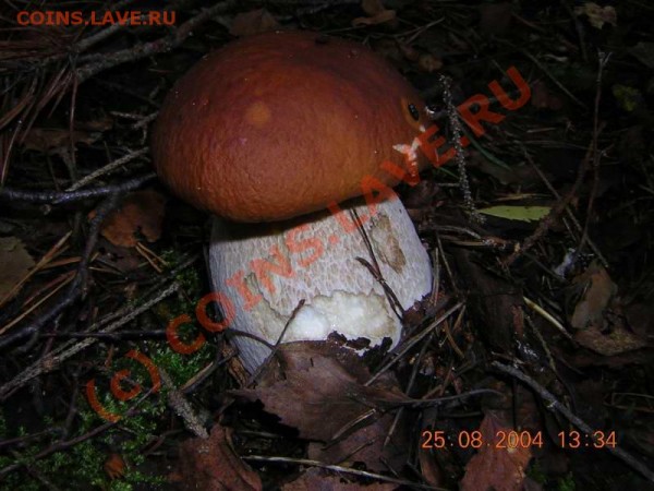 Любители "тихой охоты" есть? Все сюда :) - DSCN0380