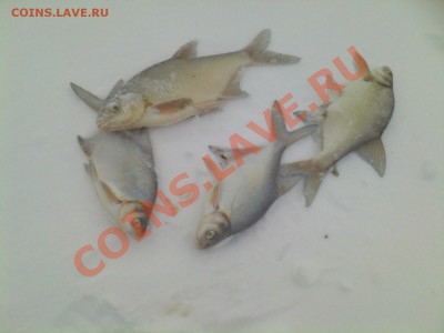 СТРАНИЧКА РЫБАКА - IMG0067A