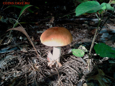 Любители "тихой охоты" есть? Все сюда :) - Фото-0007