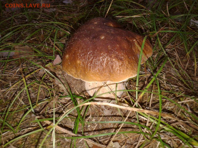 Любители "тихой охоты" есть? Все сюда :) - Фото-0002