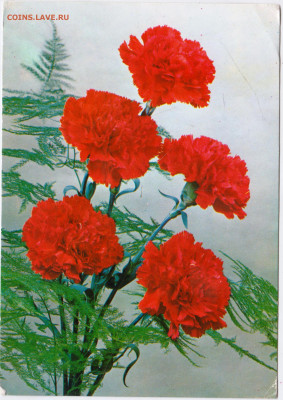 ГВОЗДИКИ (ЛЮБЛЯНА) до 13.09.24 г. в 23.00 - 008