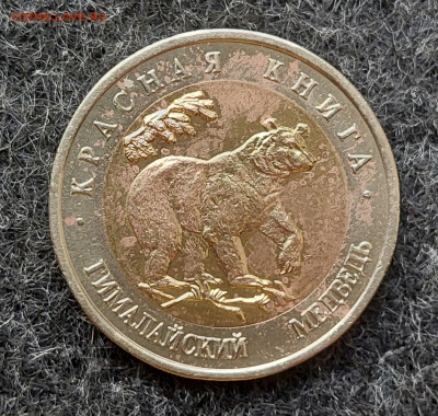 КК 50 рублей 1993 Гималайский медведь 2.10.24 в 22.00 мск - 20240926_155638_copy_1857x1762